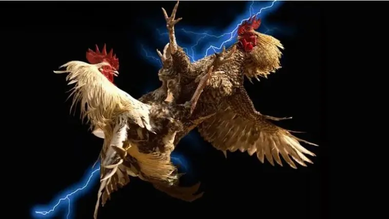 Bạn Sẽ Sốc Với Đá Gà KU68: Bí Mật Thắng Lớn Đằng Sau!